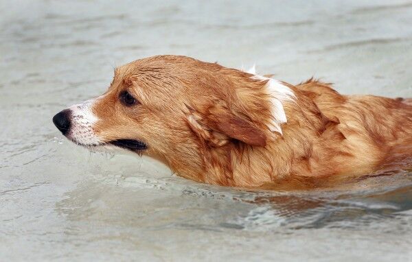 Pooch Paddle